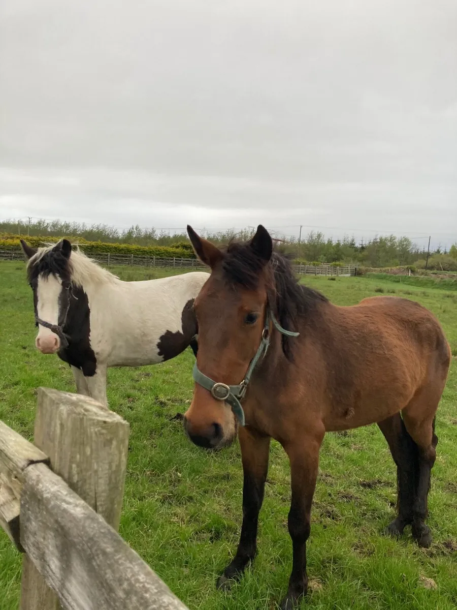 Coloured Cob - Image 2
