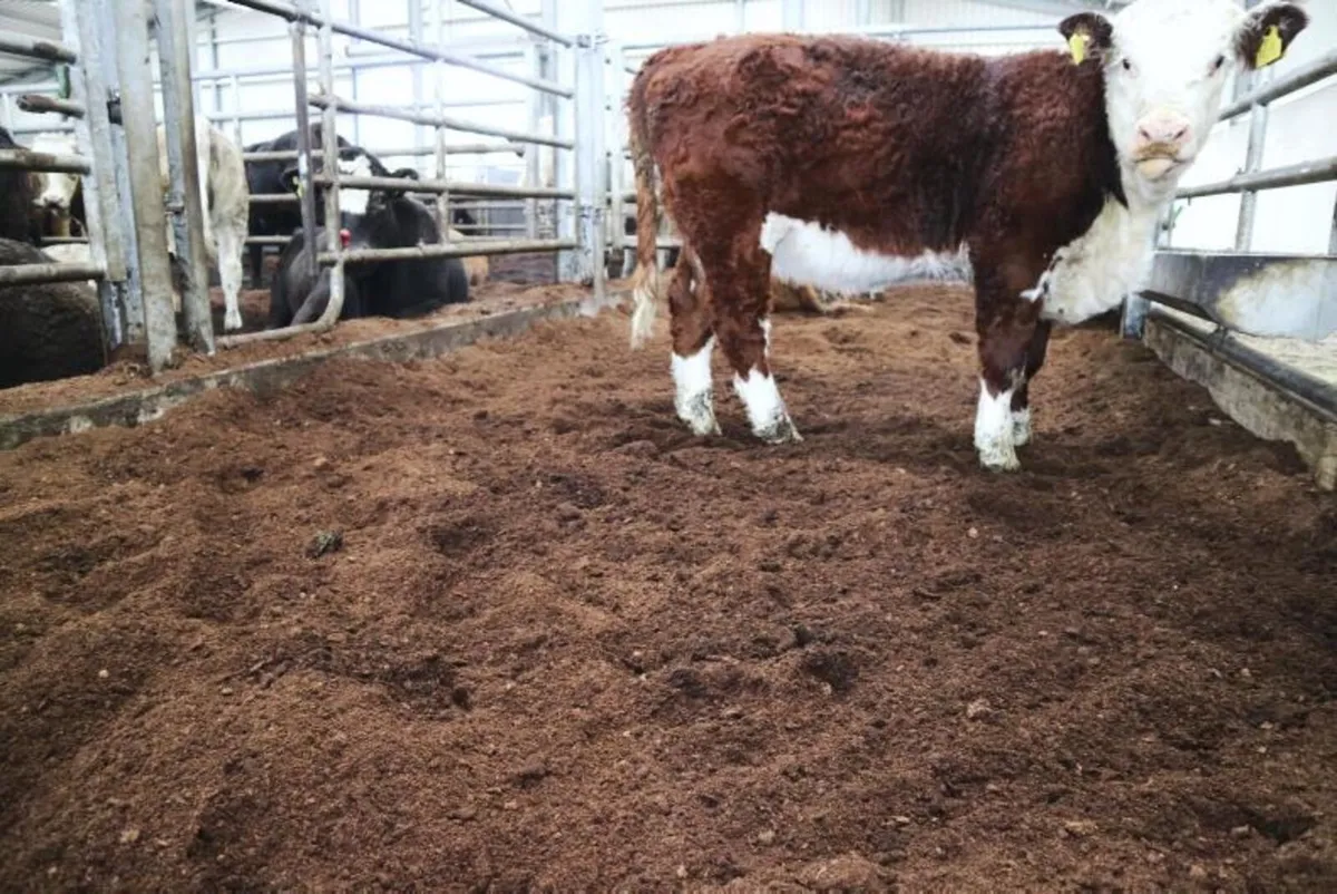 BEDDING CATTLE/HORSES (2025) - Image 2