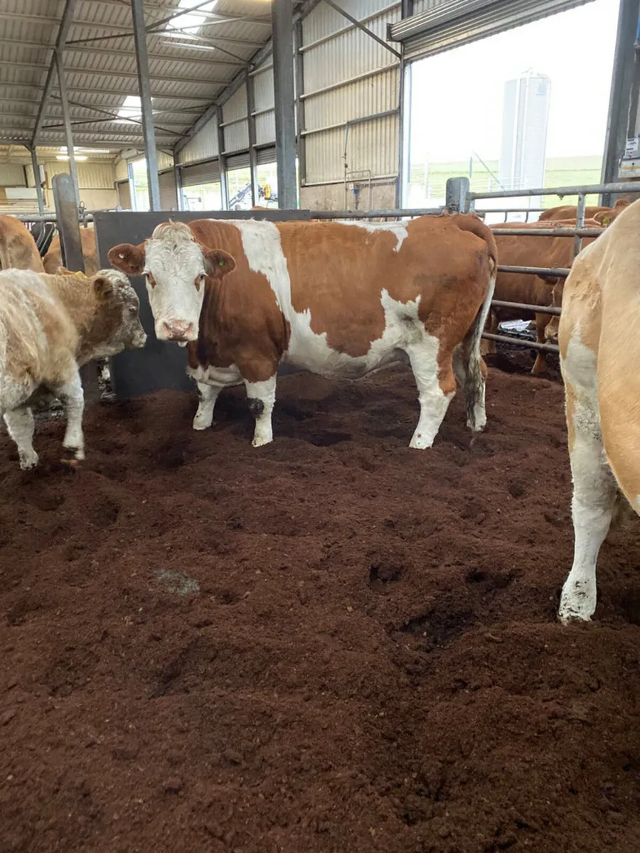 BEDDING CATTLE/HORSES (2025) - Image 3