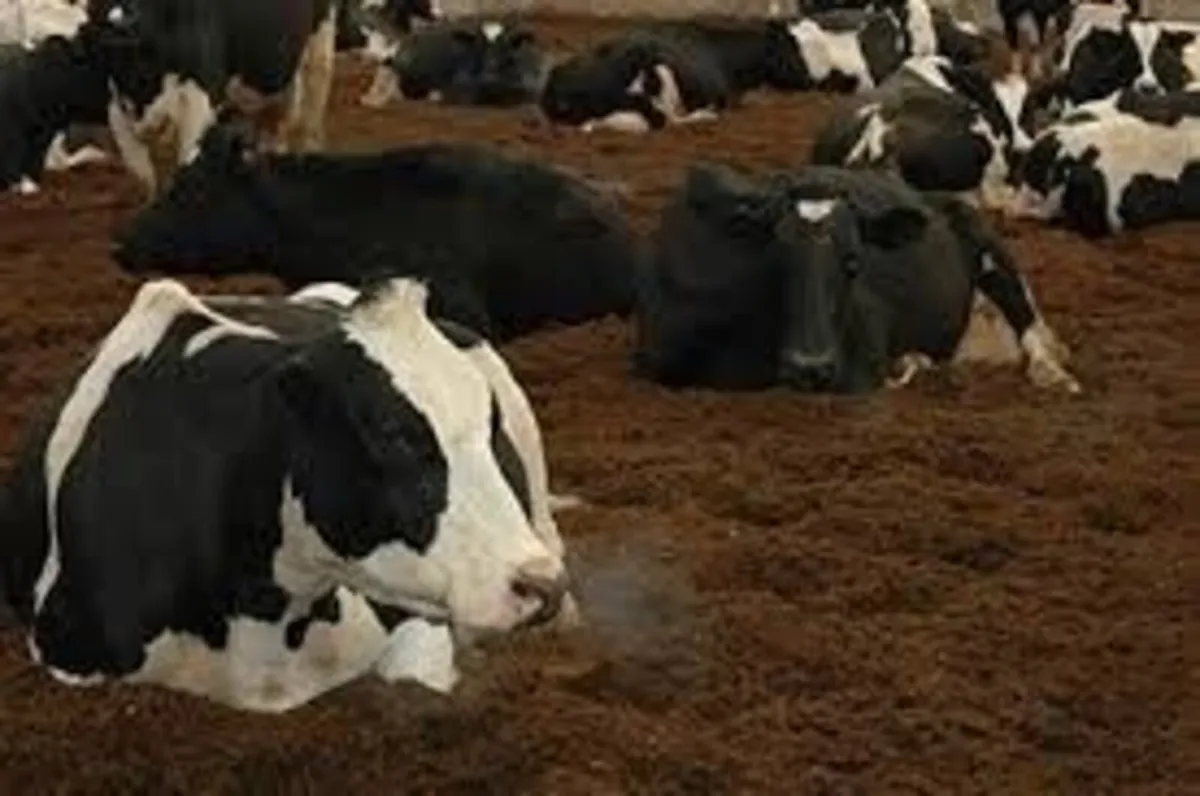 BEDDING CATTLE/HORSES (2025) - Image 1
