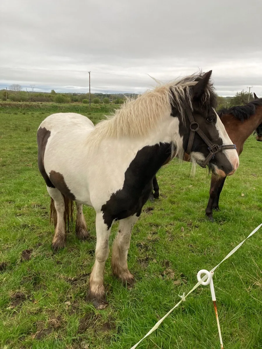 Coloured Cob - Image 1