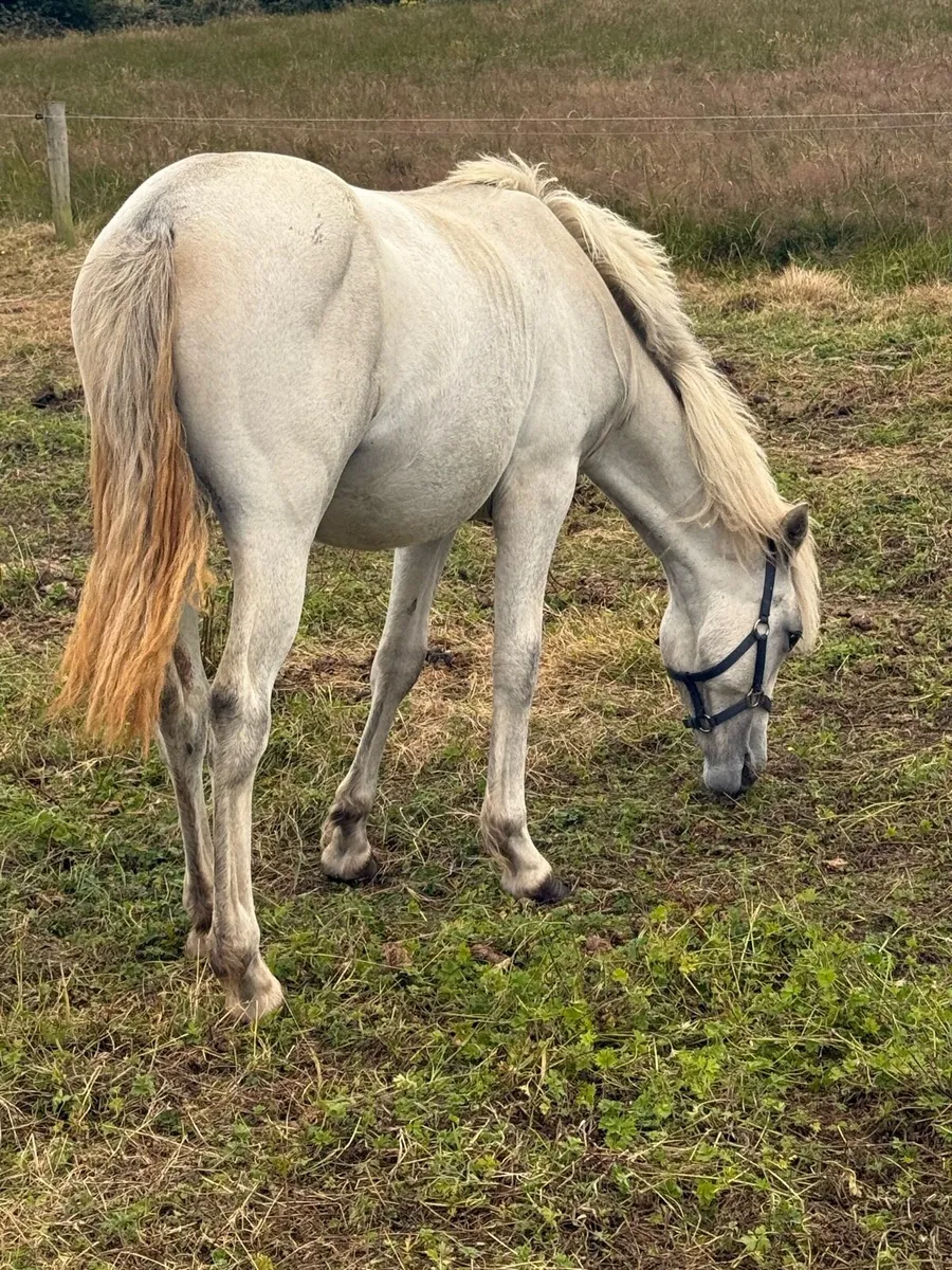 Connemara yearling fillies - Image 1