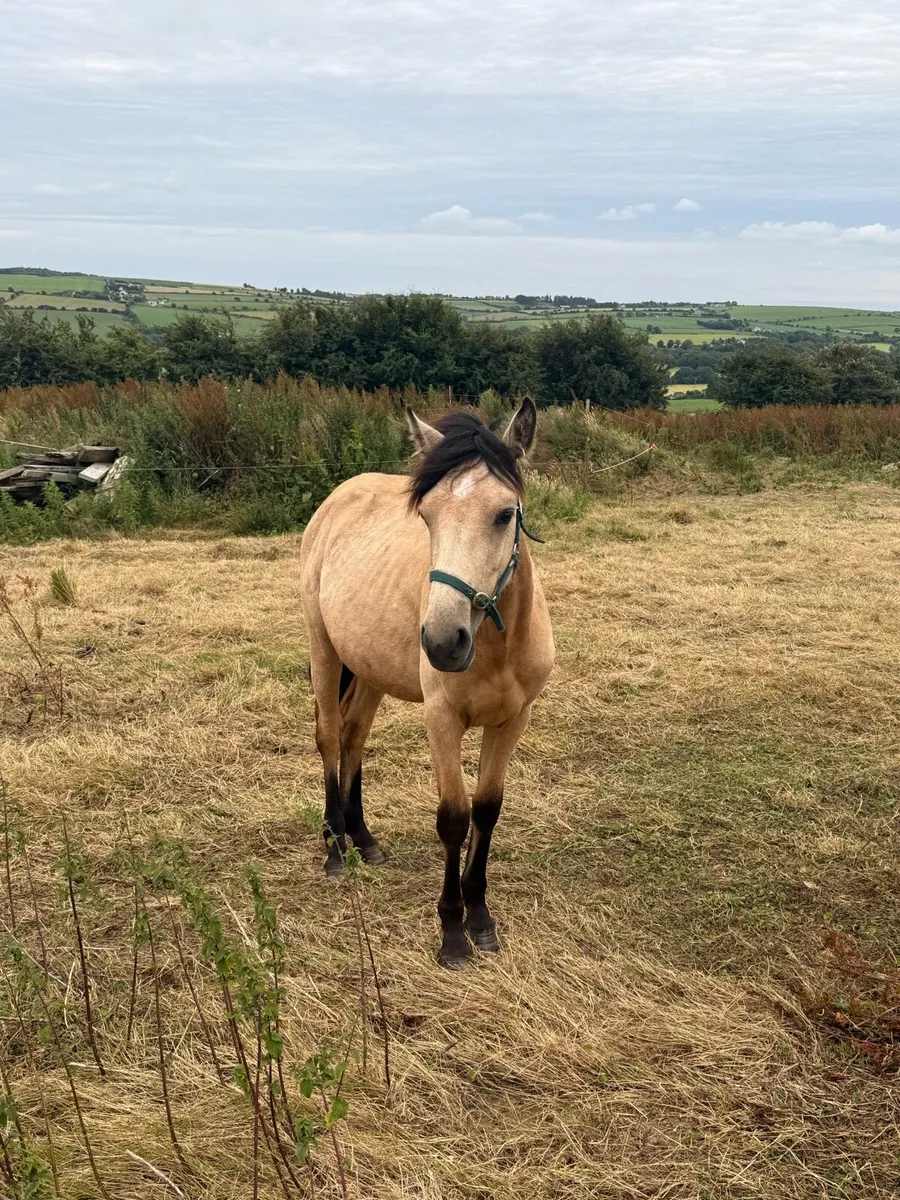 Connemara yearling fillies - Image 2