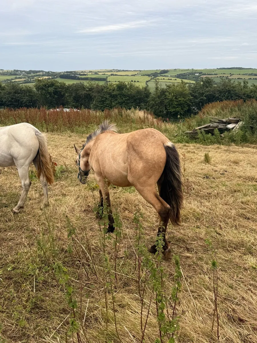 Connemara yearling fillies - Image 3