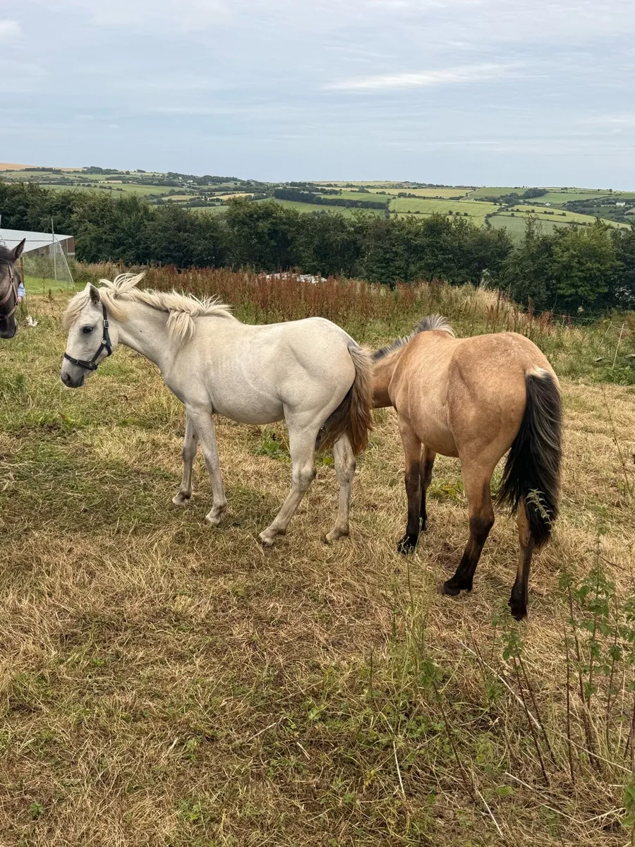Connemara yearling fillies - Image 4