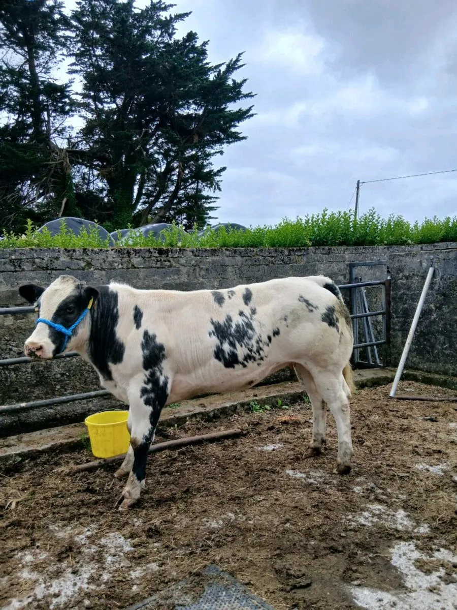 Show quality breeding heifers - Image 1
