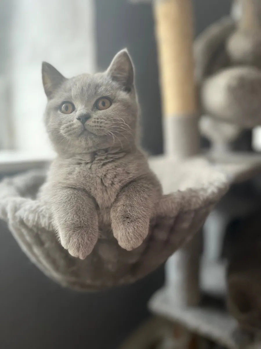 British shorthair kittens - Image 1