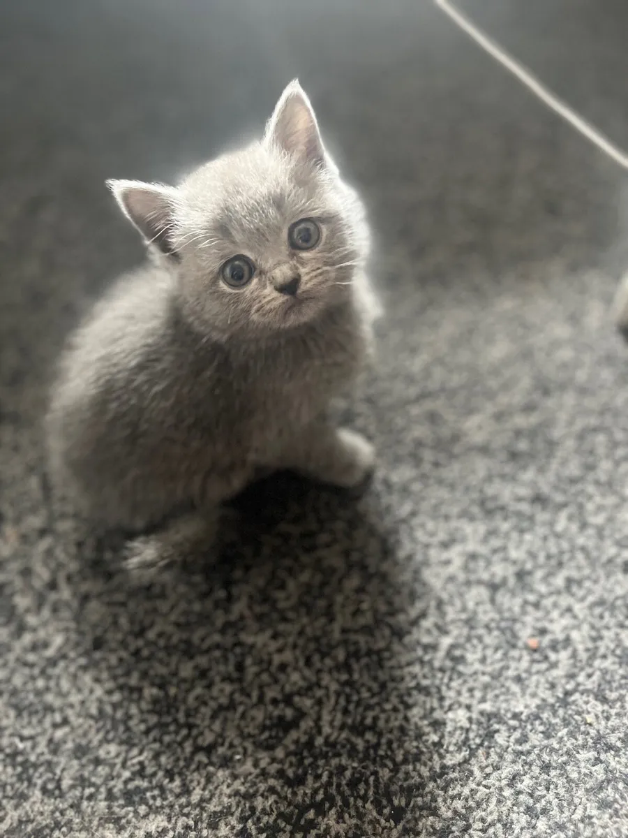 British shorthair kittens - Image 2