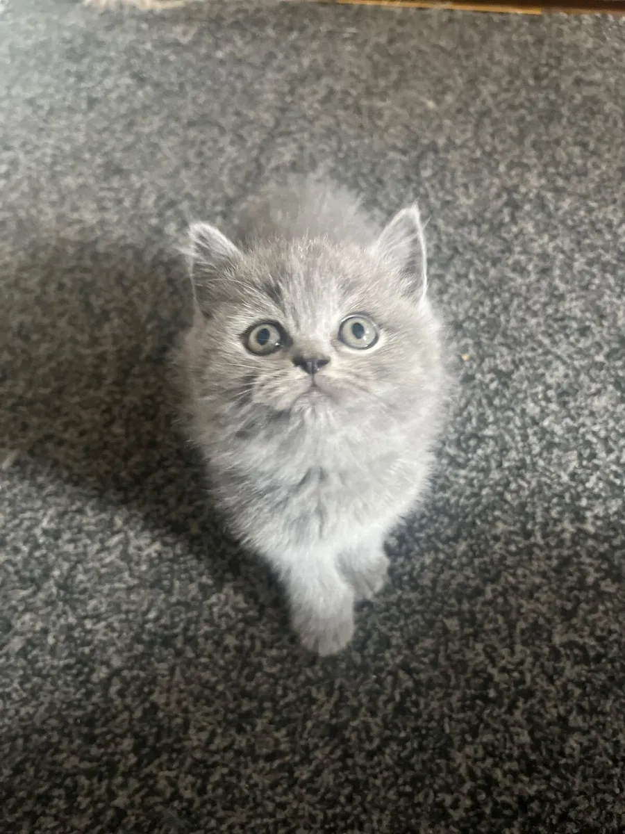 British shorthair kittens - Image 3