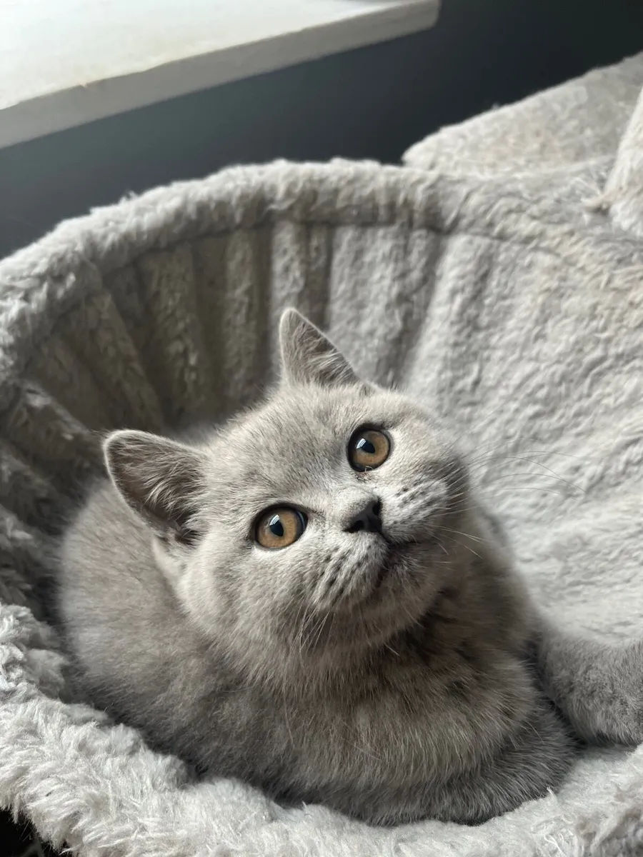 British shorthair kittens - Image 4