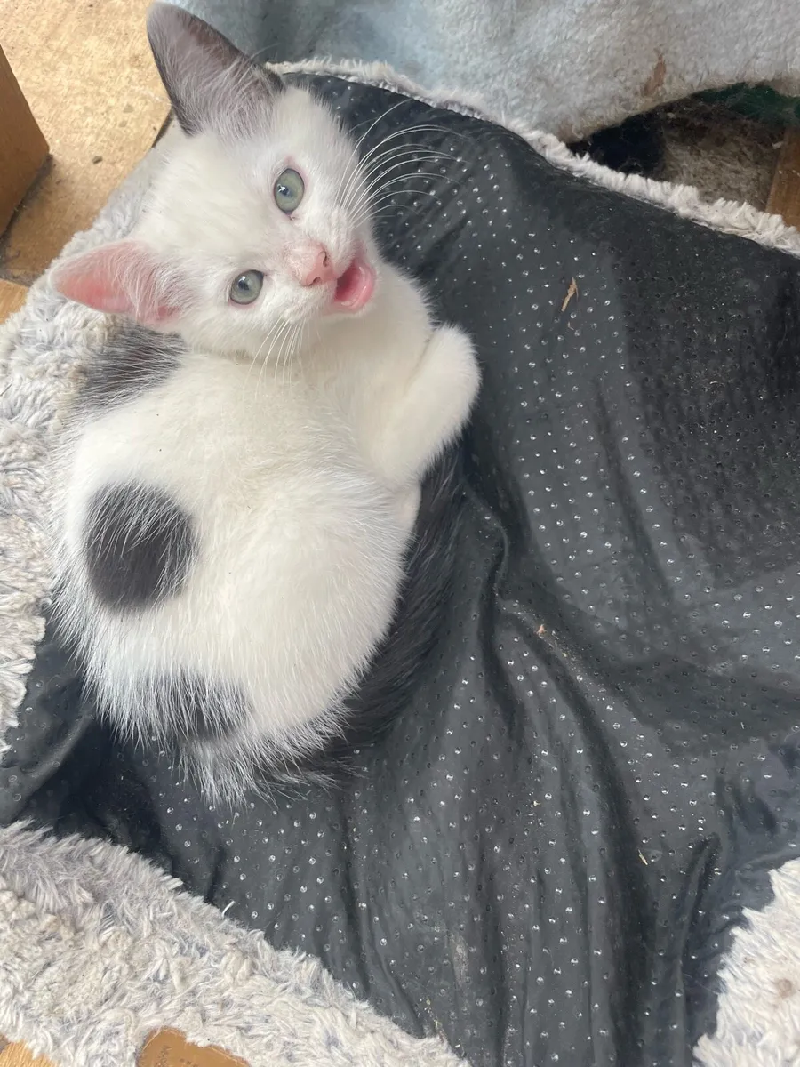 Kittens - Image 1