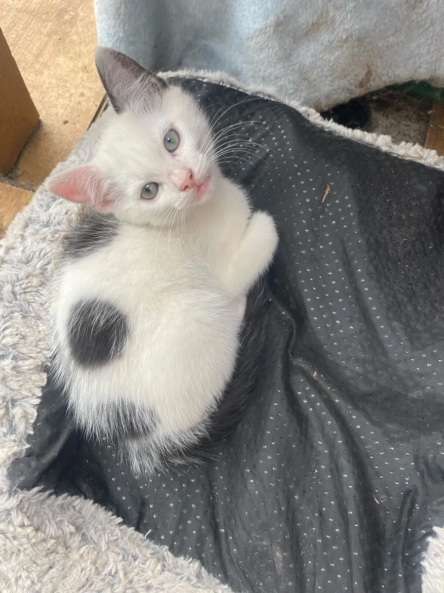 Kittens - Image 2