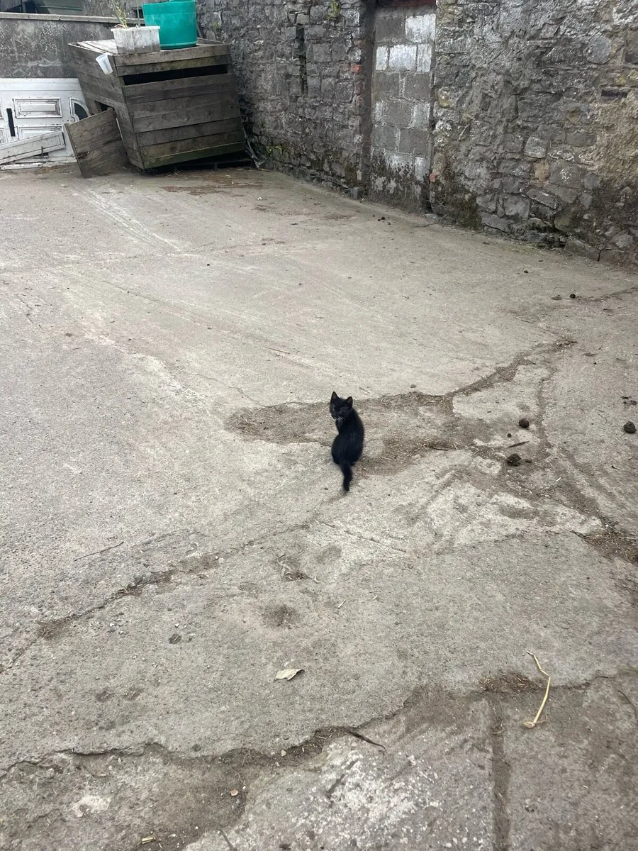 Kittens - Image 3