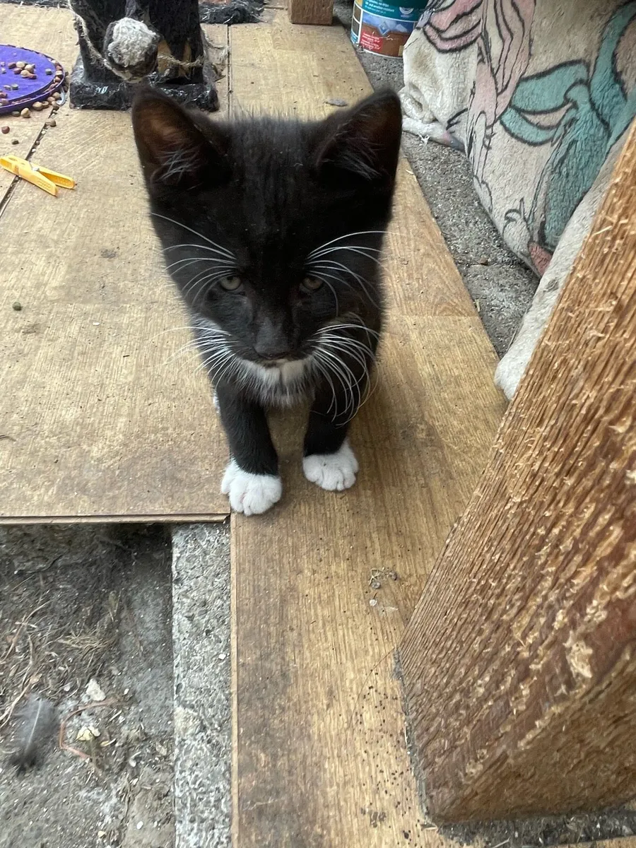 Kittens - Image 4