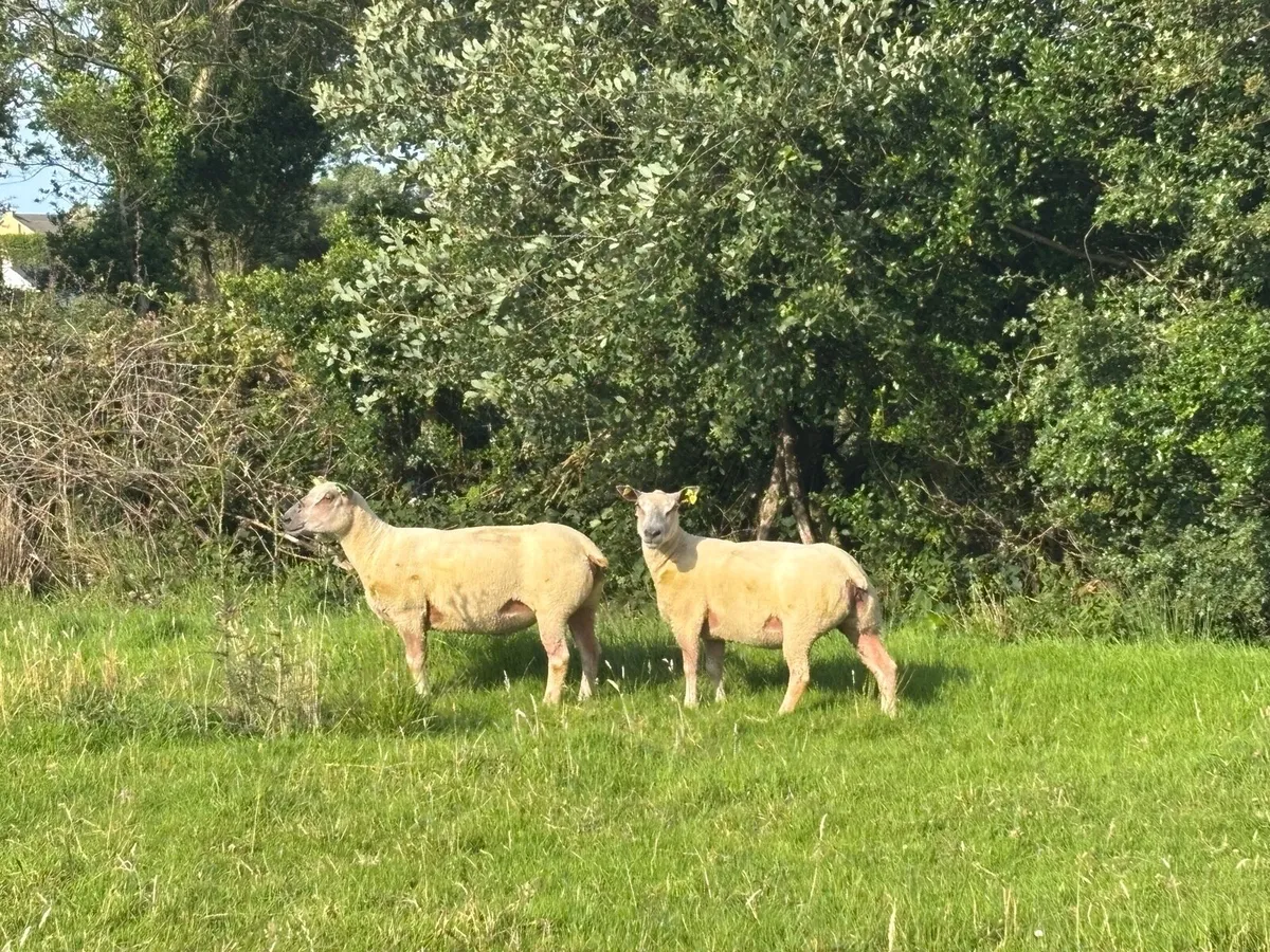 Pedigree Charolais Hoggets