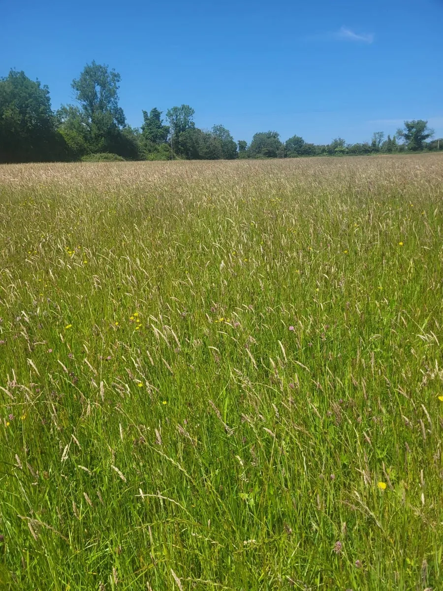 Meadow