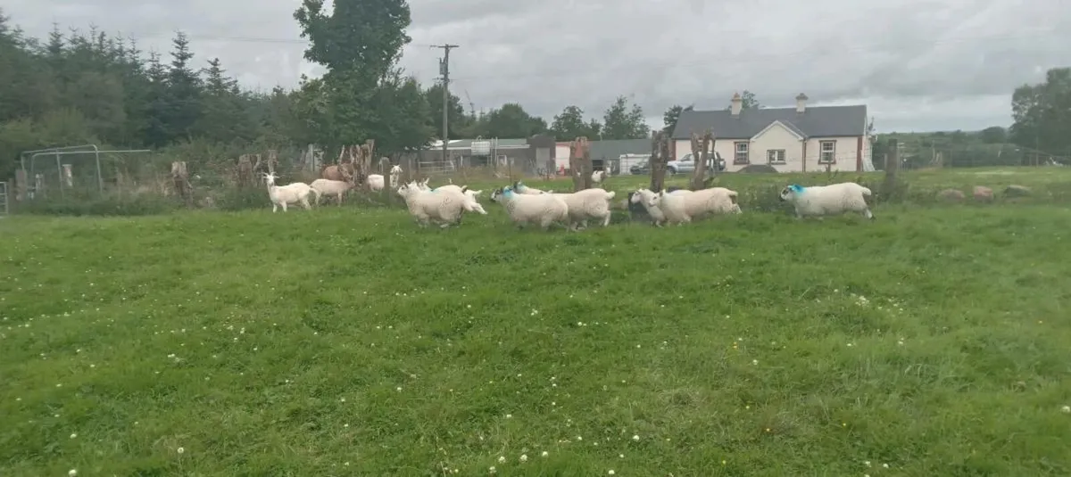 8 ewe lambs - Image 1