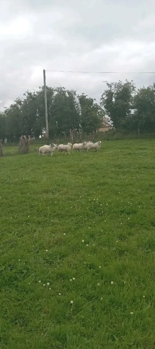 8 ewe lambs - Image 2