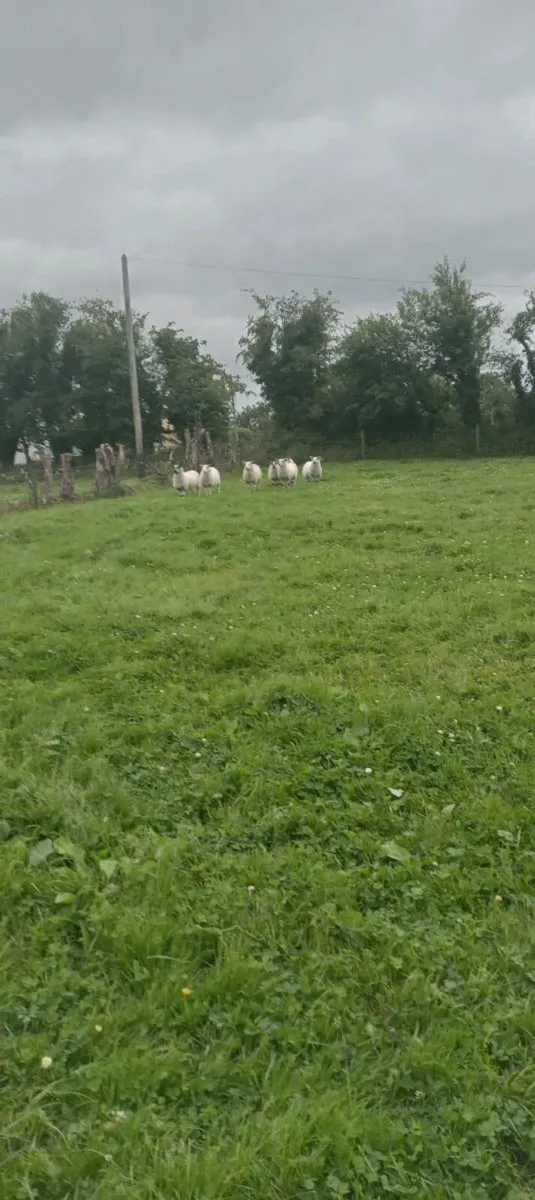 8 ewe lambs - Image 3