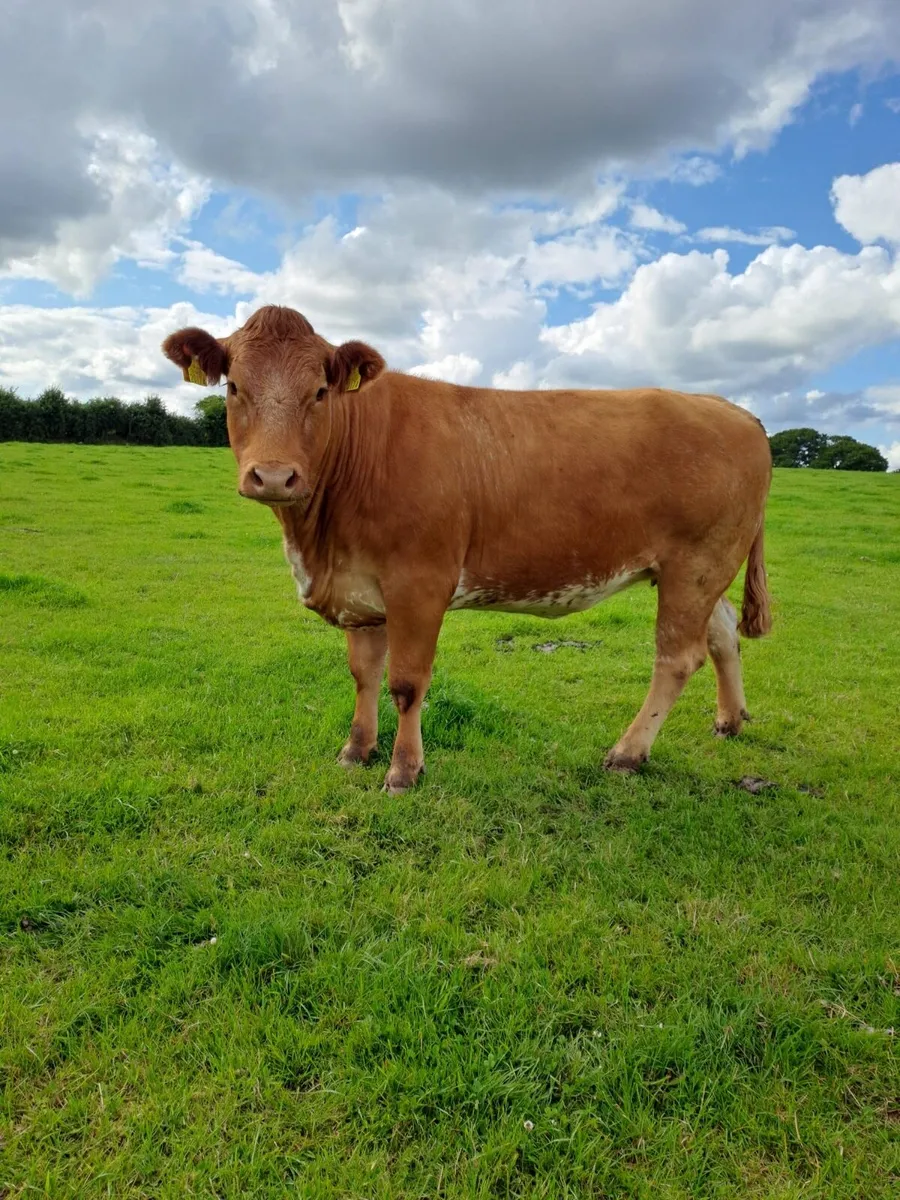 Heifer for sale - Image 1