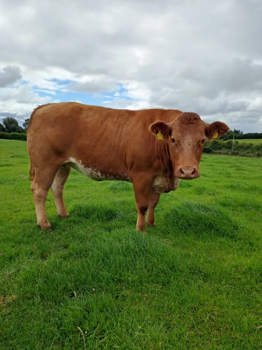 Heifer for sale - Image 2