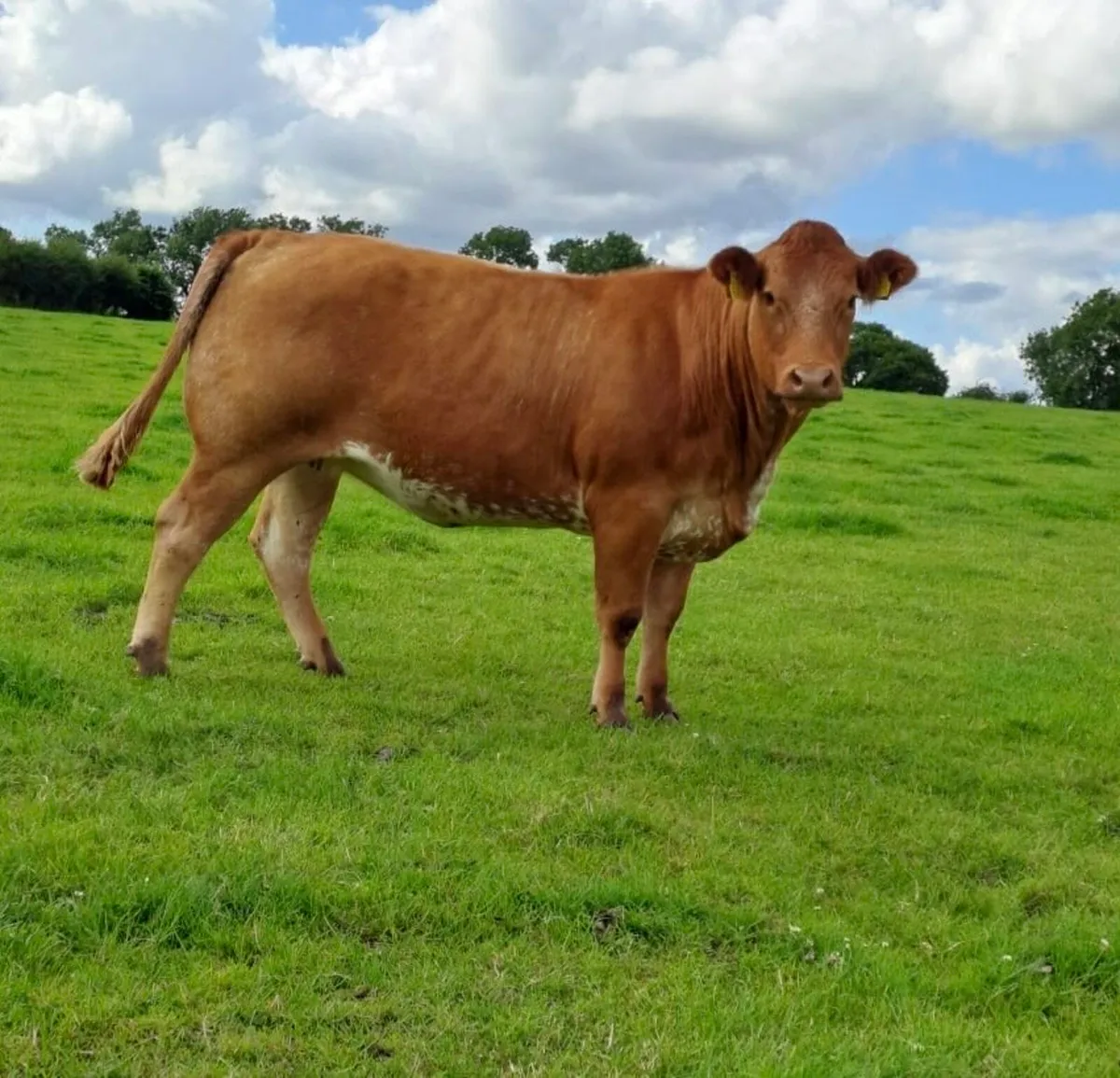 Heifer for sale - Image 3