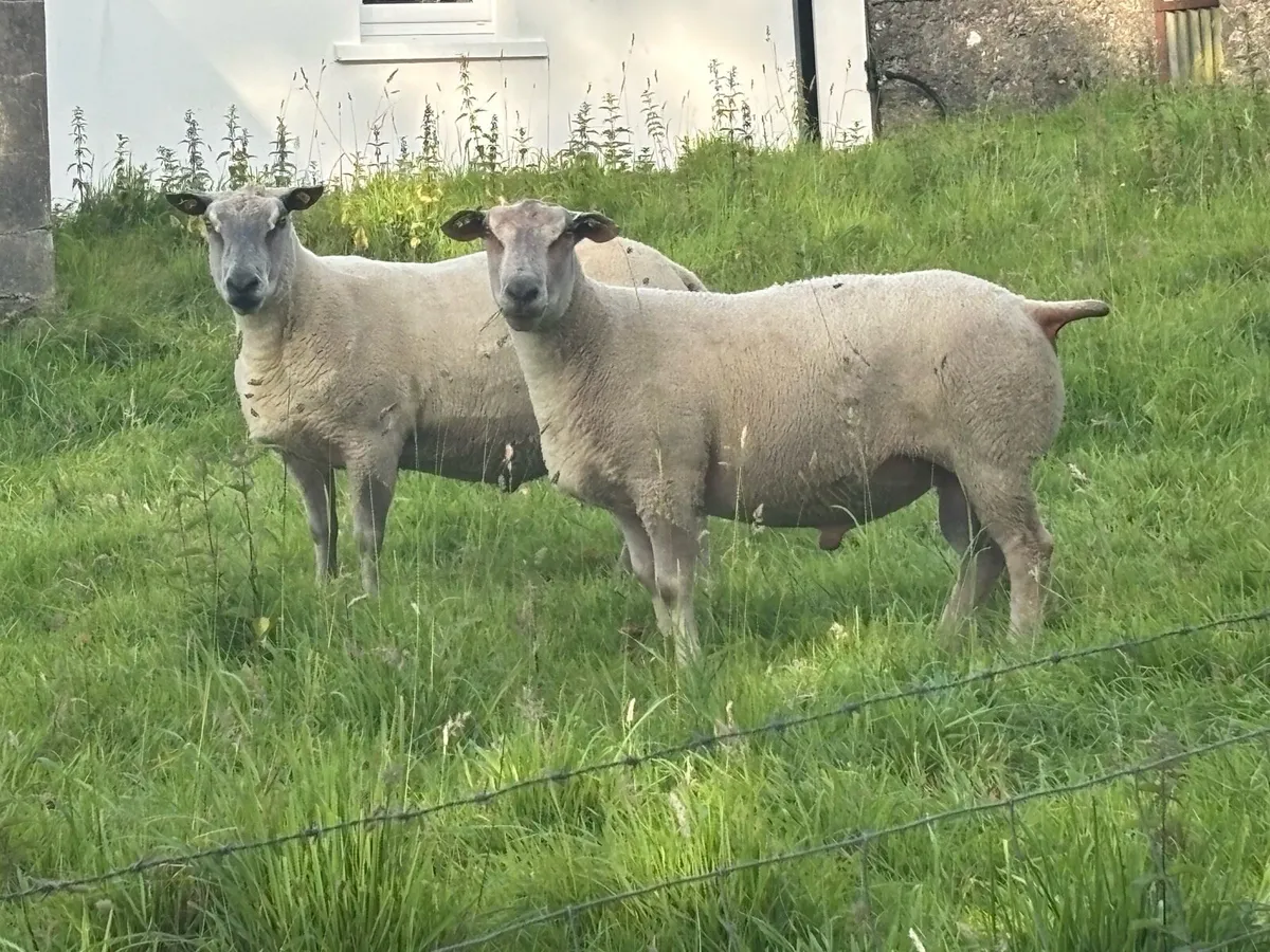 Rams - Image 1