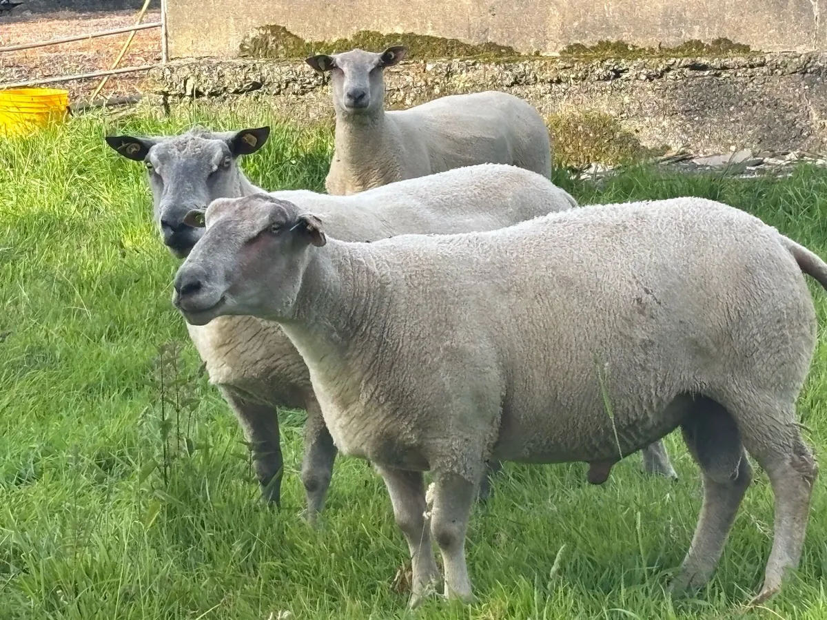 Rams - Image 2