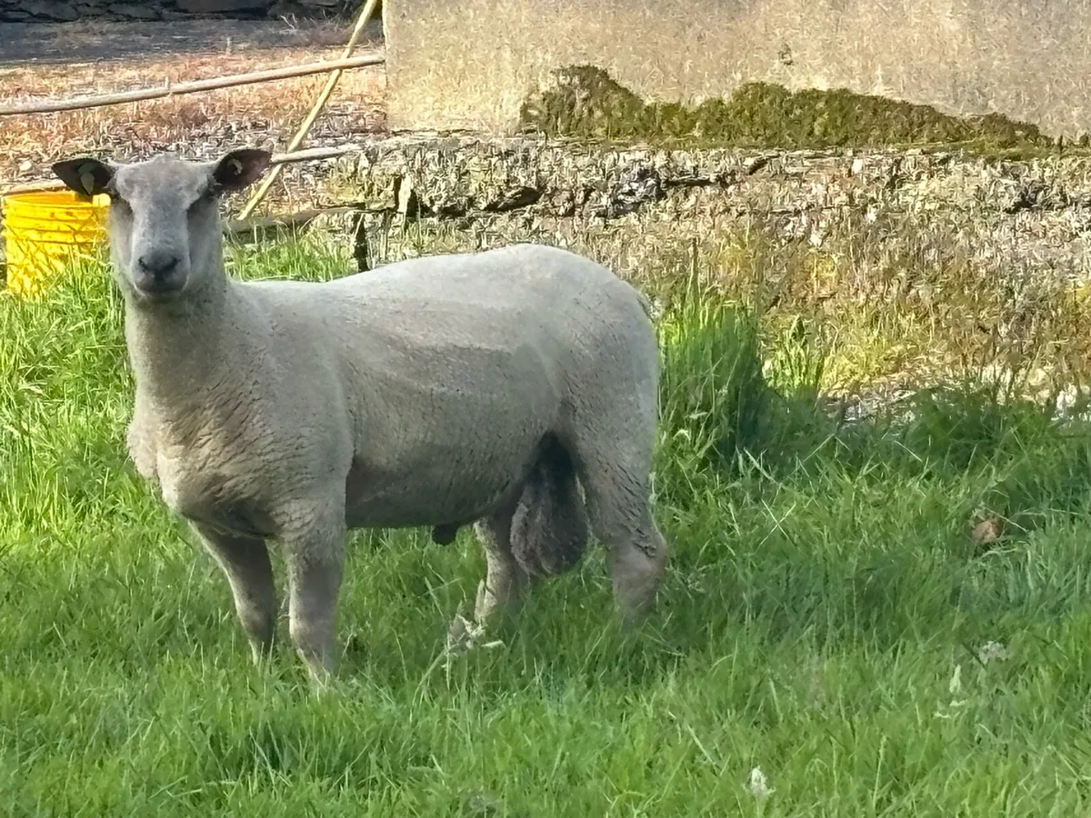 Rams - Image 3