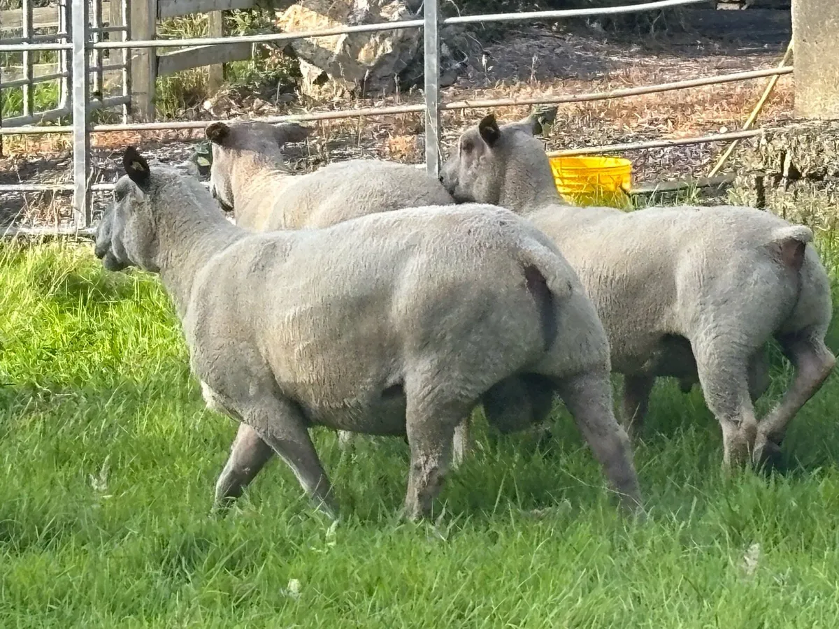 Rams - Image 4