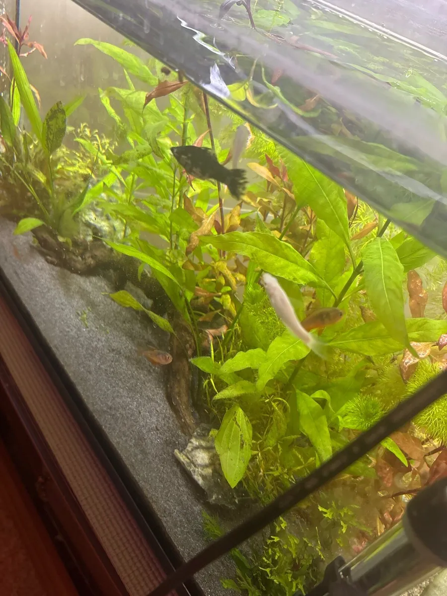4 flame tetra, 3+ panda cory, 1 catfish, 4 molly