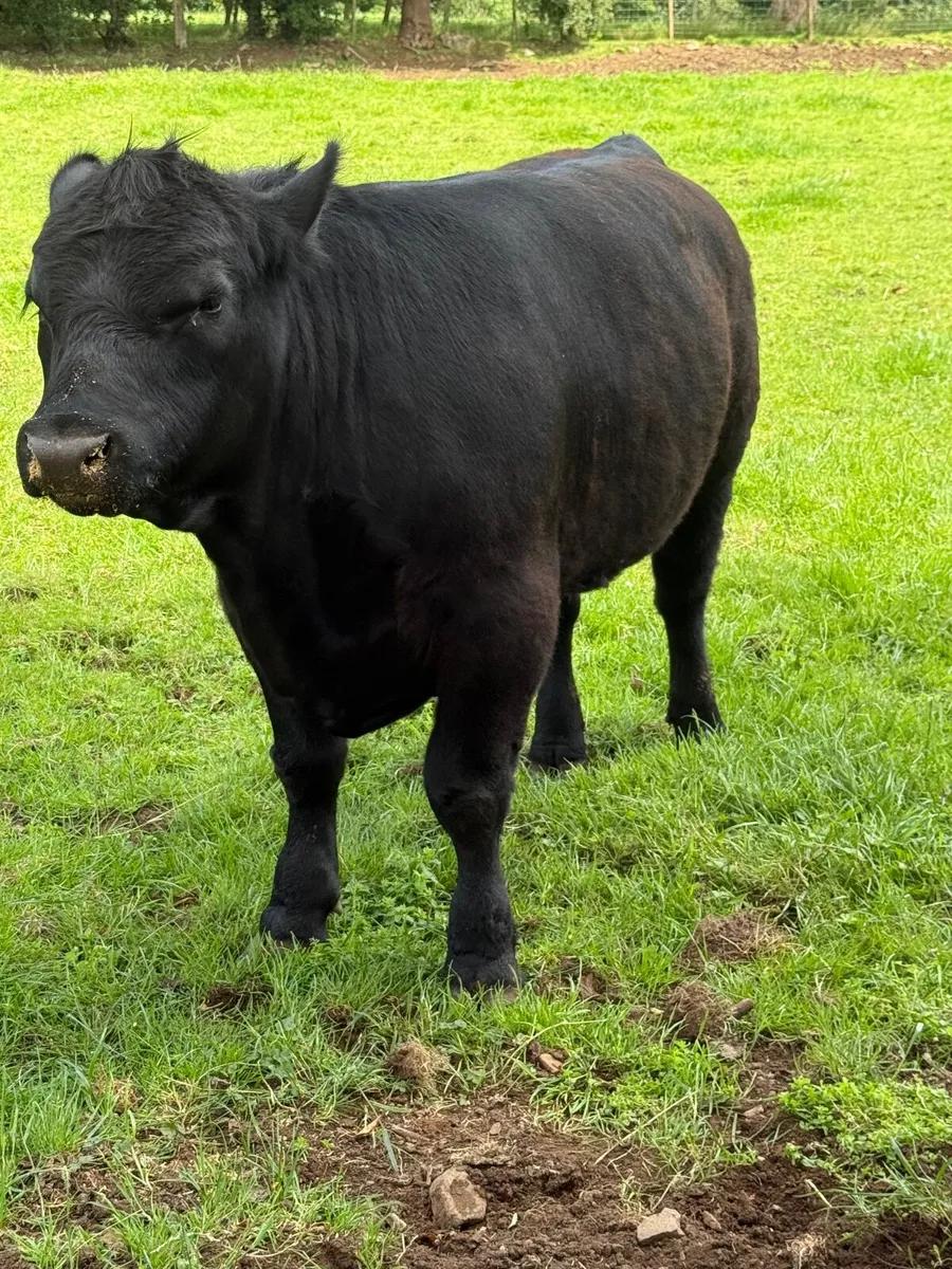 Livestock - Image 1