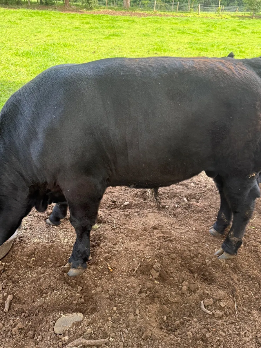 Livestock - Image 2