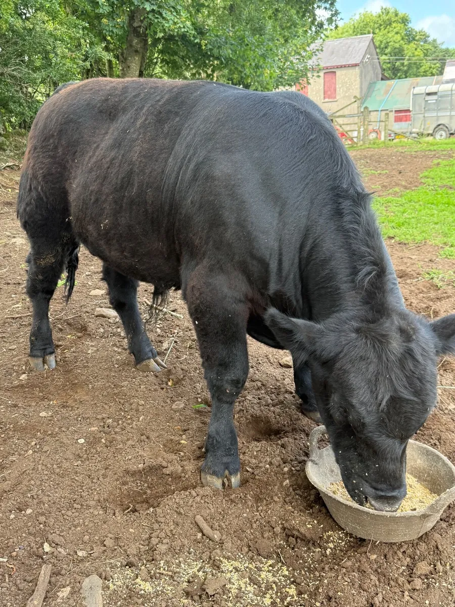 Livestock - Image 3