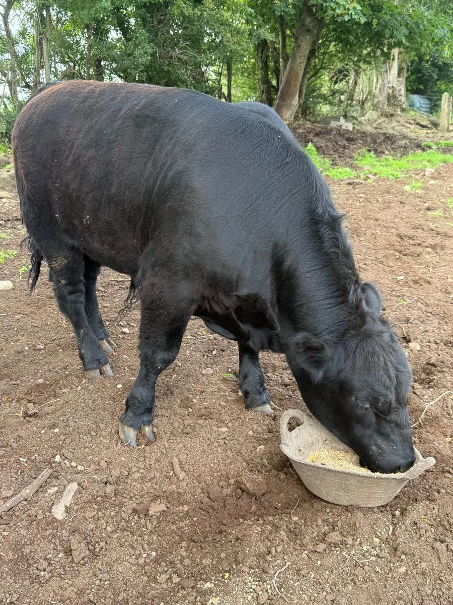 Livestock - Image 4