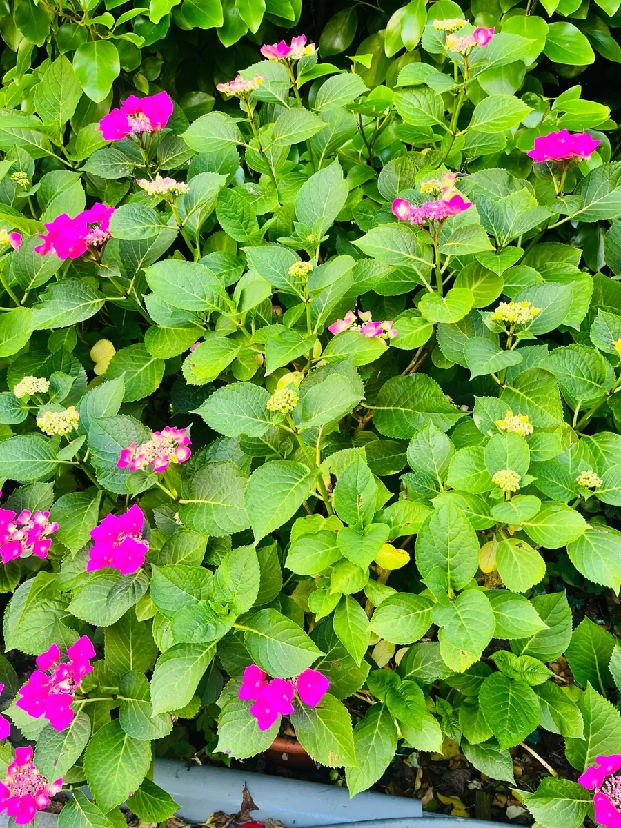 Two Hydrangea bushes in a big pots - Image 1