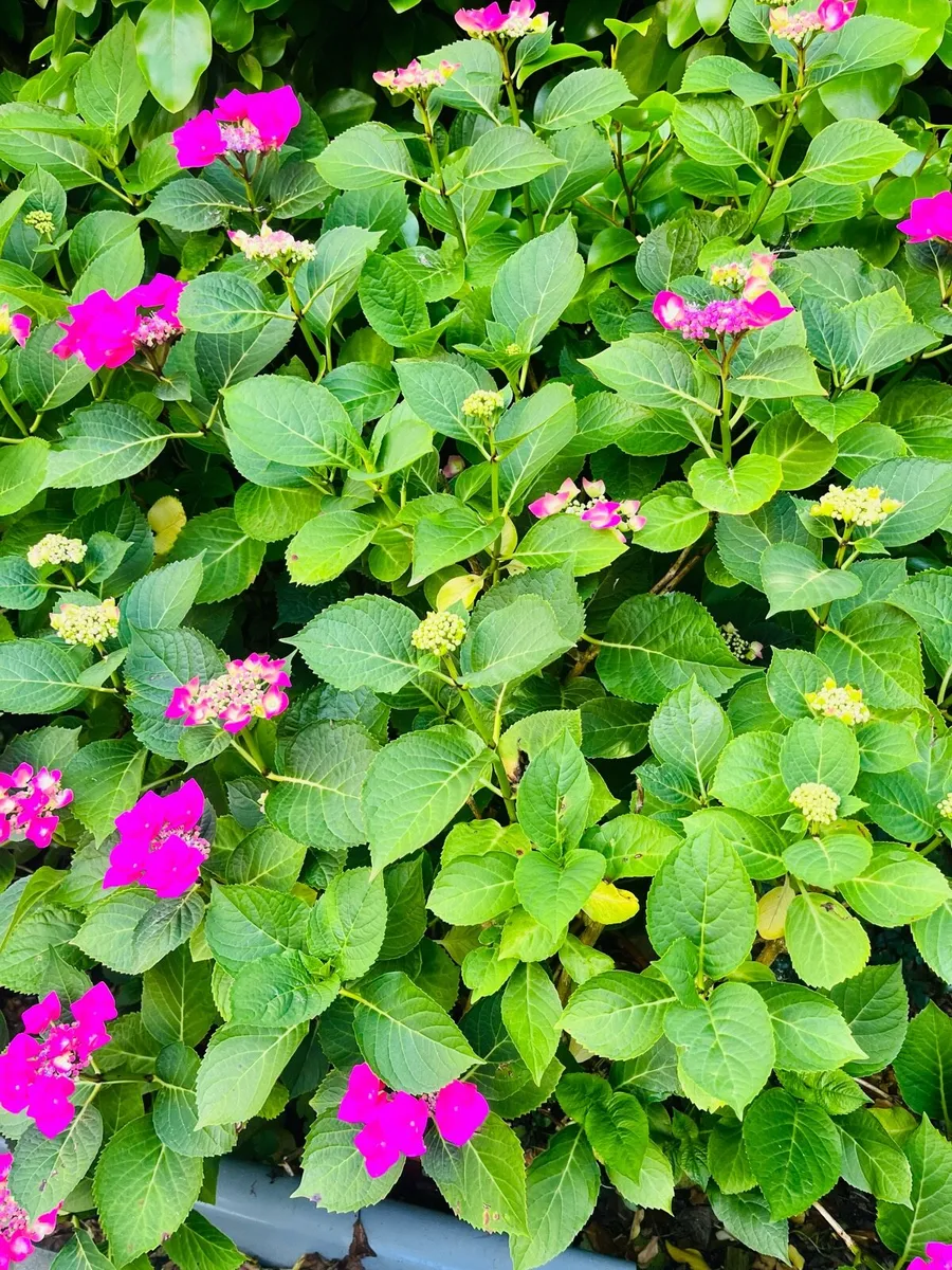 Two Hydrangea bushes in a big pots - Image 2