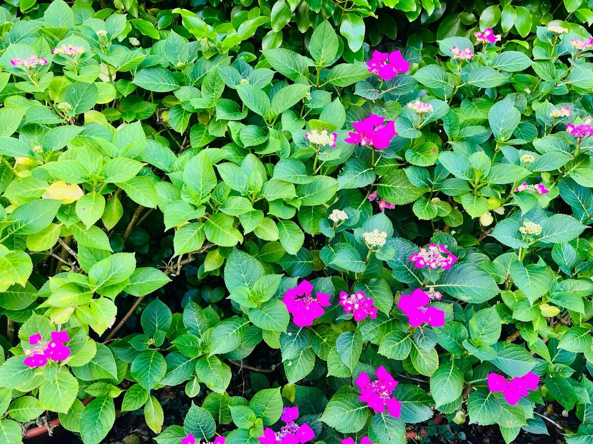 Two Hydrangea bushes in a big pots - Image 3