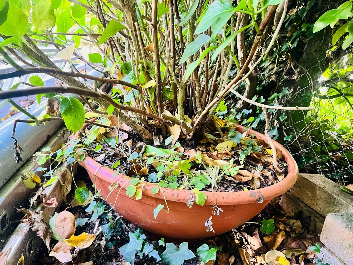 Two Hydrangea bushes in a big pots - Image 4