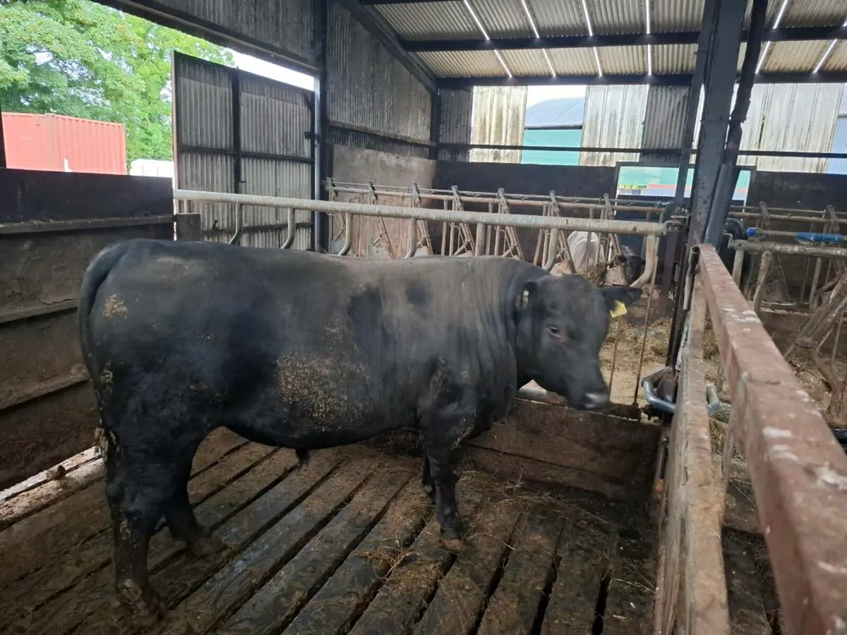 Bulls - Image 2