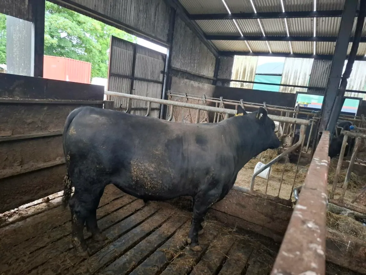 Bulls - Image 3
