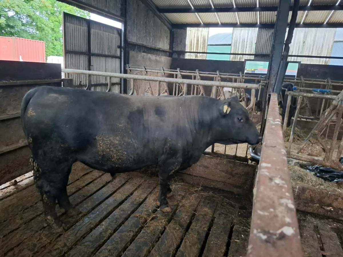 Bulls - Image 4