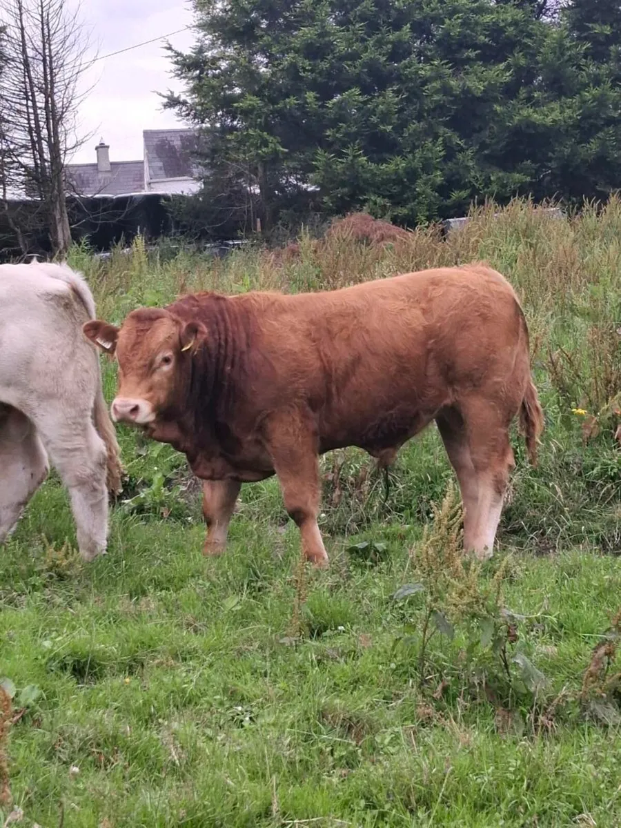 Bulls - Image 1