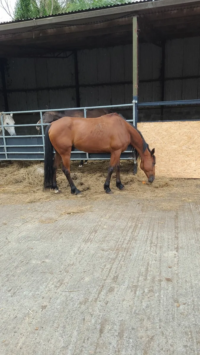 Horse exports - Image 4