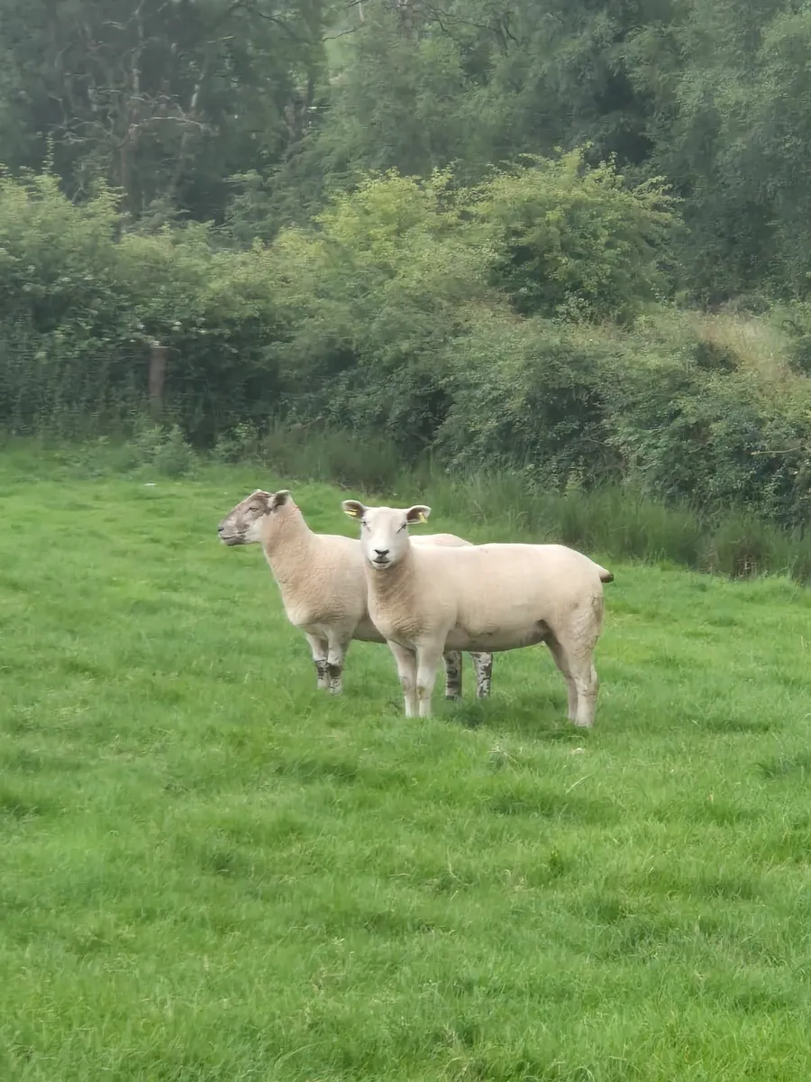 Hoggets - Image 1