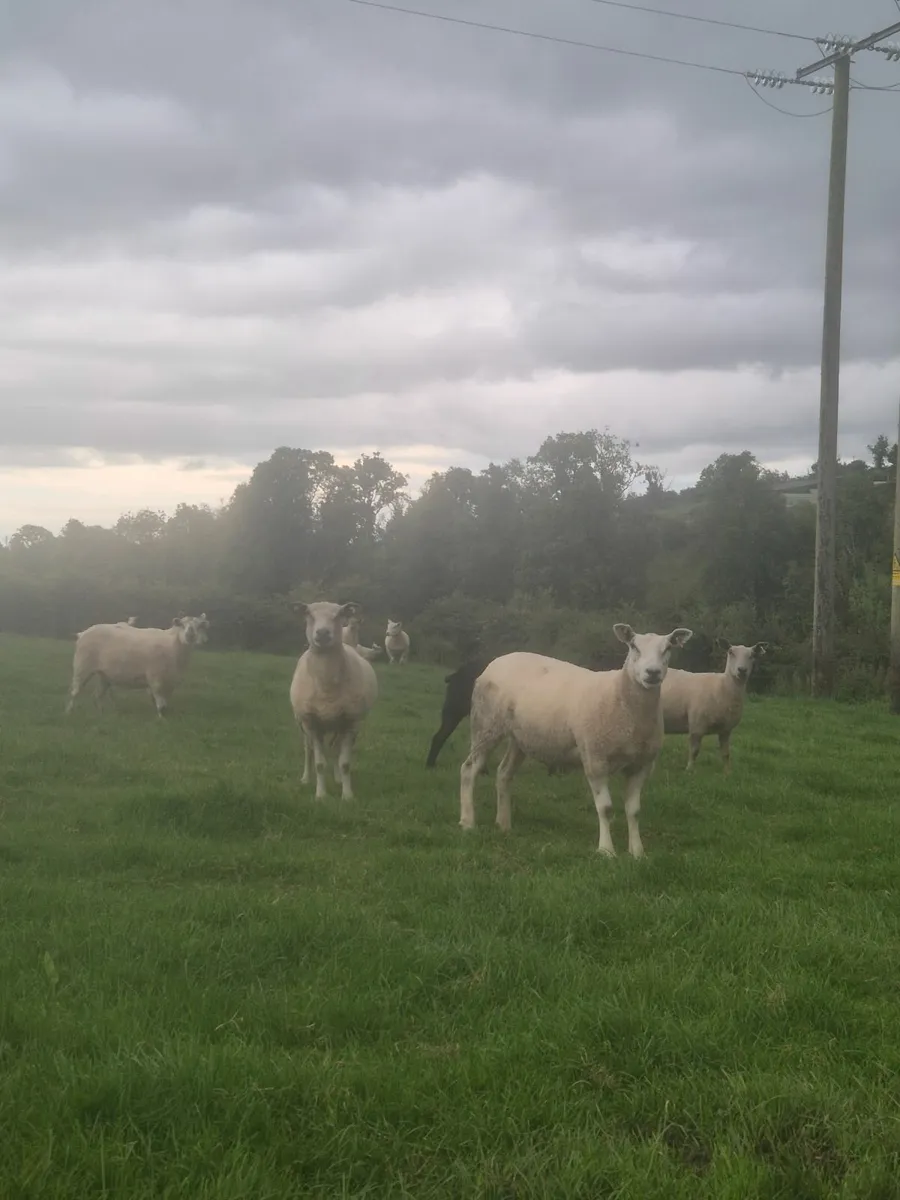 Hoggets - Image 2