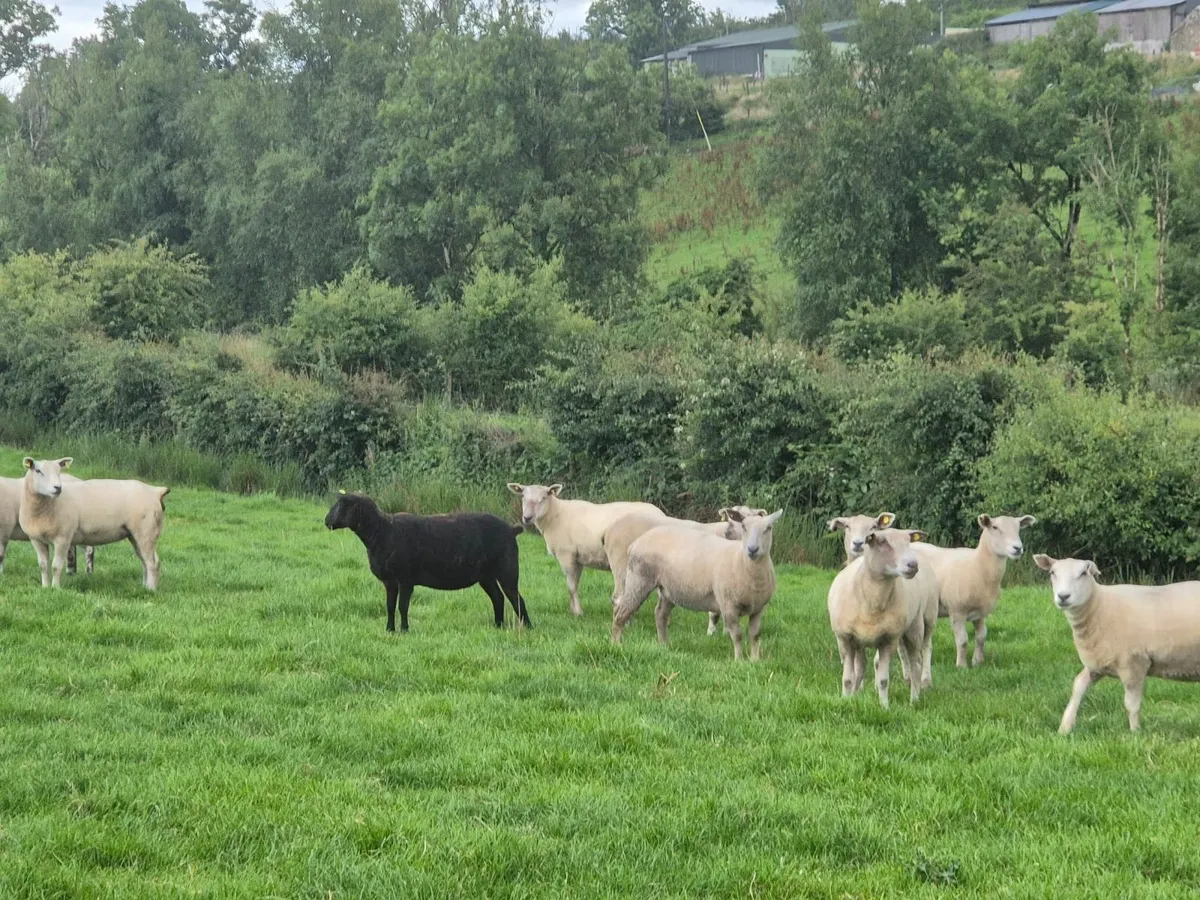 Hoggets - Image 3