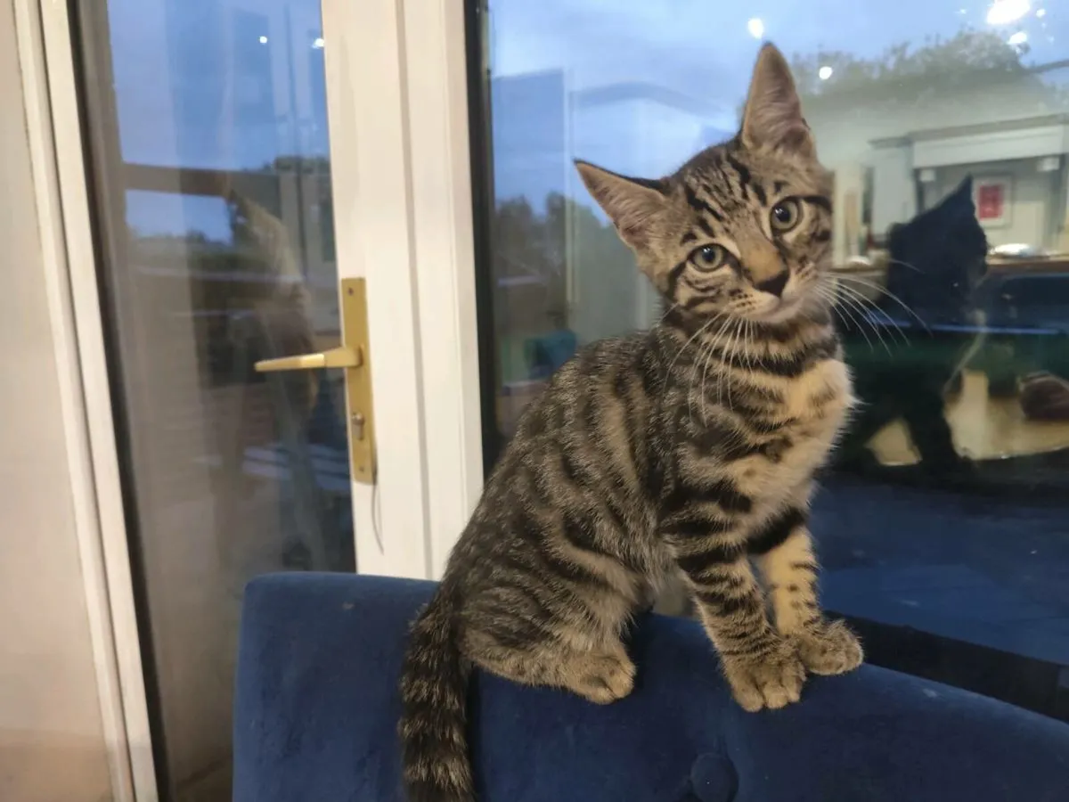 Bengal Kittens - Image 2