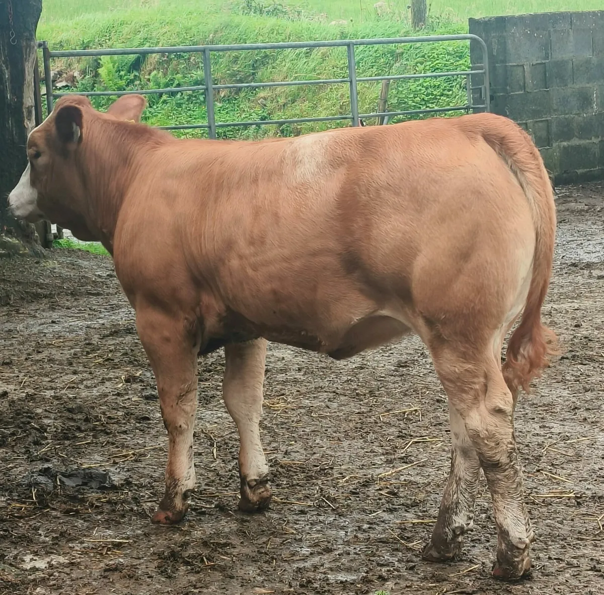 Weanling Heifers For Sale - Image 1