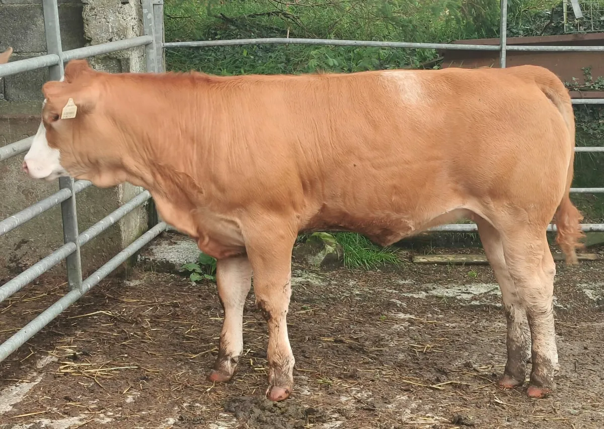 Weanling Heifers For Sale - Image 2